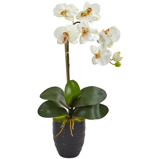 22.5" Phalaenopsis Orchid in Black Vase Cream